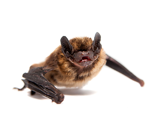 Wood Bat Control
